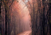 日本女乒一姐易主了！16岁张本美和夺2冠+反超早田希娜 成世界第5.